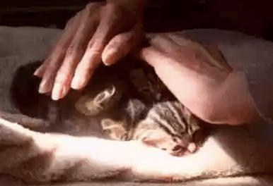 Screen Shot 2019-01-31 at 11.49.45 AM.png